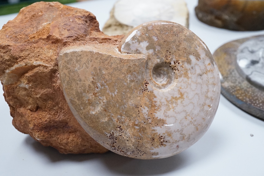 Natural history interest, comprising four ammonites, a fossil and two gemstones